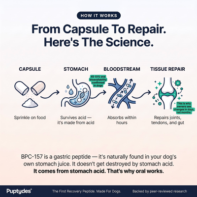 Puptydes BPC-157 Joint, Tissue, & Gut Restore