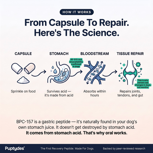 Puptydes BPC-157 Joint, Tissue, & Gut Restore