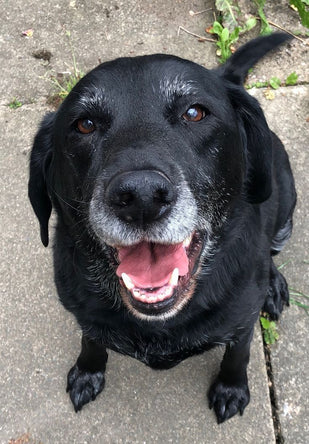 Watch your dog change